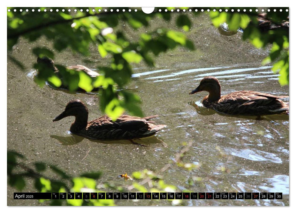 Lovely Water Birds (CALVENDO Monthly Calendar 2025)