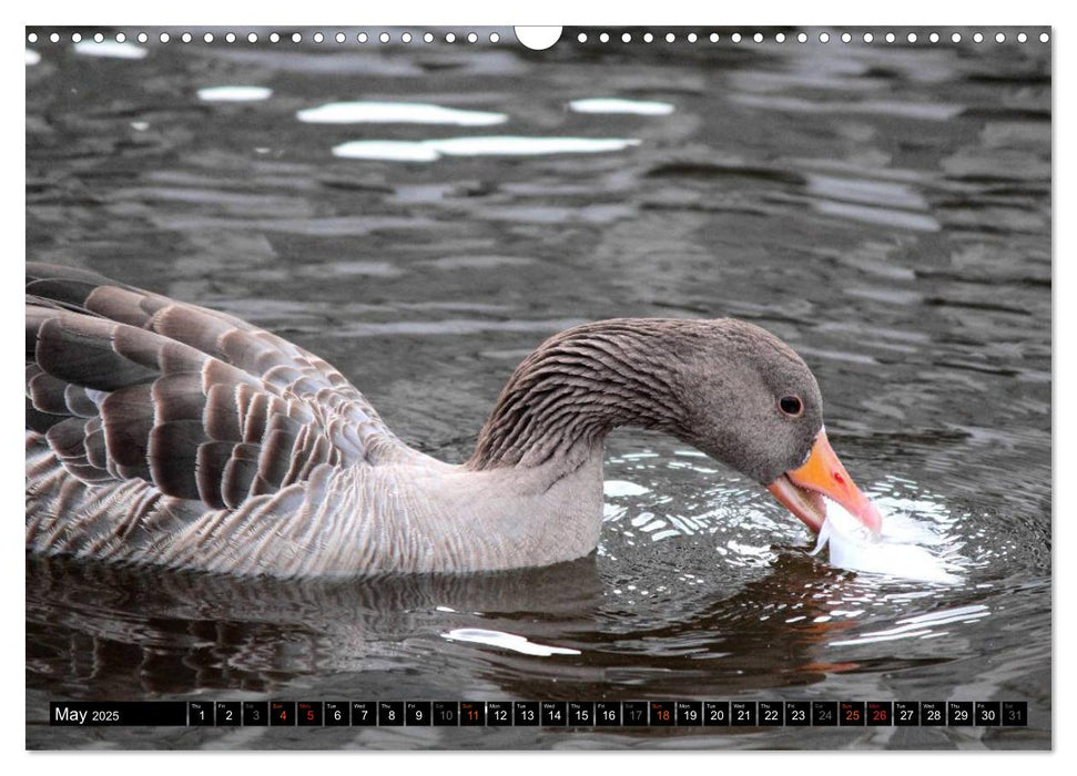 Lovely Water Birds (CALVENDO Monthly Calendar 2025)