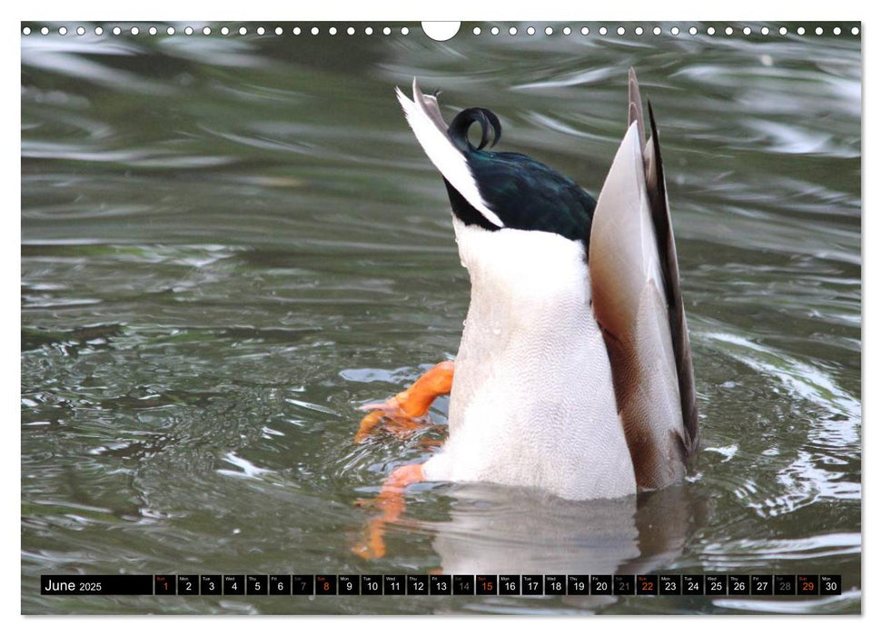 Lovely Water Birds (CALVENDO Monthly Calendar 2025)