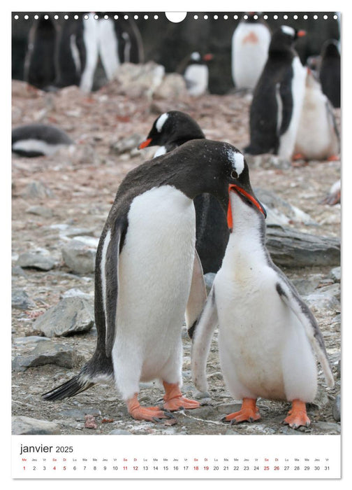 Antarctique des oiseaux de légende (CALVENDO Calendrier mensuel 2025)