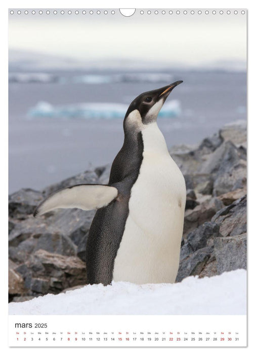 Antarctique des oiseaux de légende (CALVENDO Calendrier mensuel 2025)