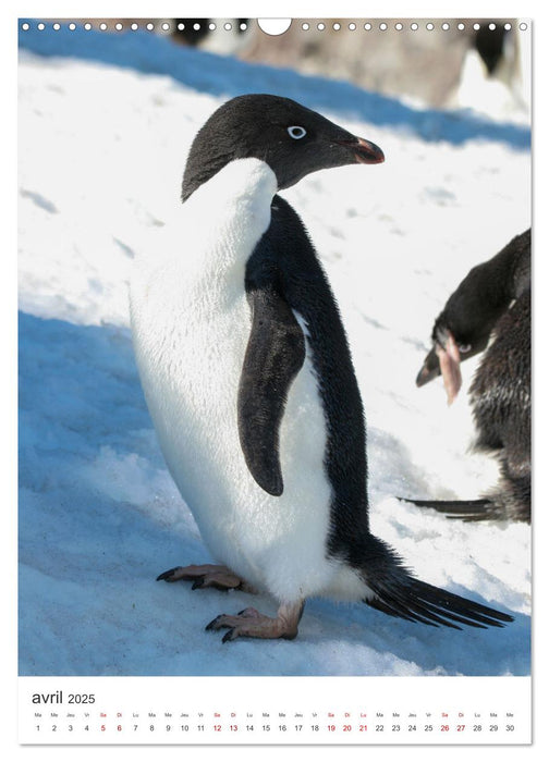 Antarctique des oiseaux de légende (CALVENDO Calendrier mensuel 2025)