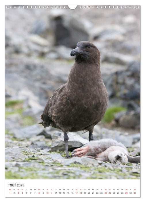 Antarctique des oiseaux de légende (CALVENDO Calendrier mensuel 2025)