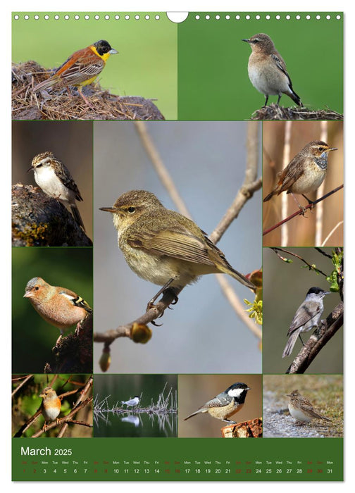 78 Birds (CALVENDO Monthly Calendar 2025)