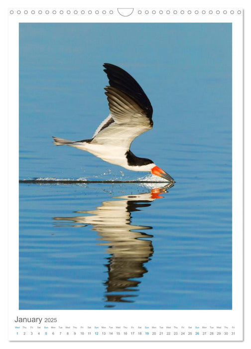 Pantanal Wildlife Photography (CALVENDO Monthly Calendar 2025)