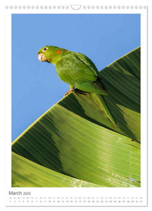 Pantanal Wildlife Photography (CALVENDO Monthly Calendar 2025)