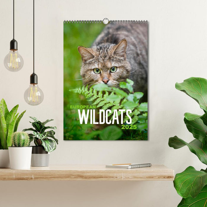 European Wildcats (CALVENDO Monthly Calendar 2025)