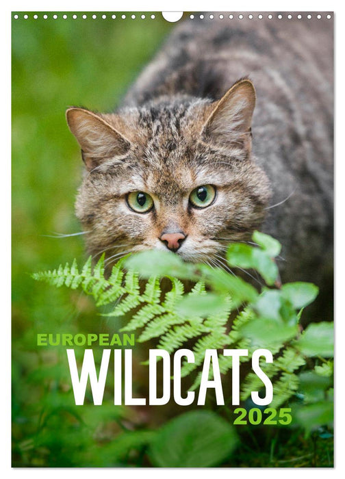 European Wildcats (CALVENDO Monthly Calendar 2025)