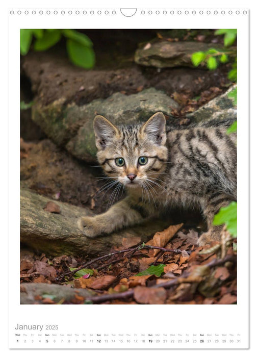 European Wildcats (CALVENDO Monthly Calendar 2025)