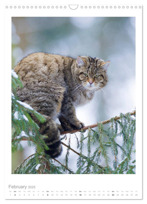 European Wildcats (CALVENDO Monthly Calendar 2025)