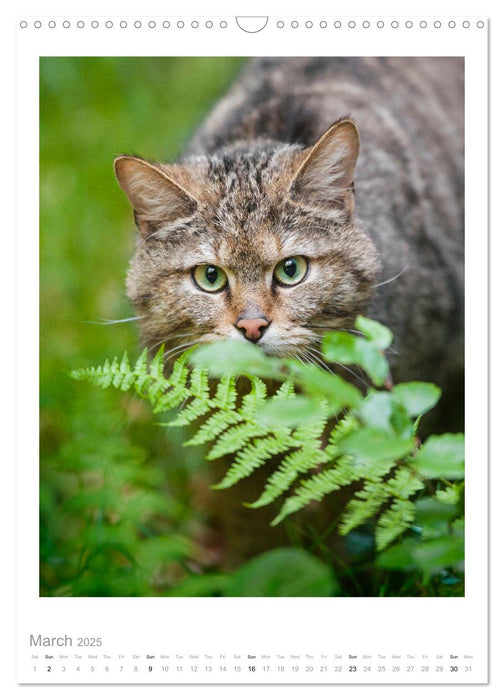 European Wildcats (CALVENDO Monthly Calendar 2025)