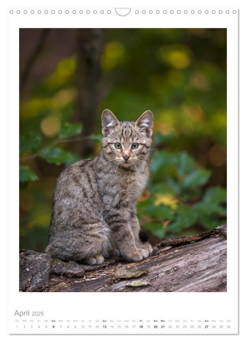 European Wildcats (CALVENDO Monthly Calendar 2025)