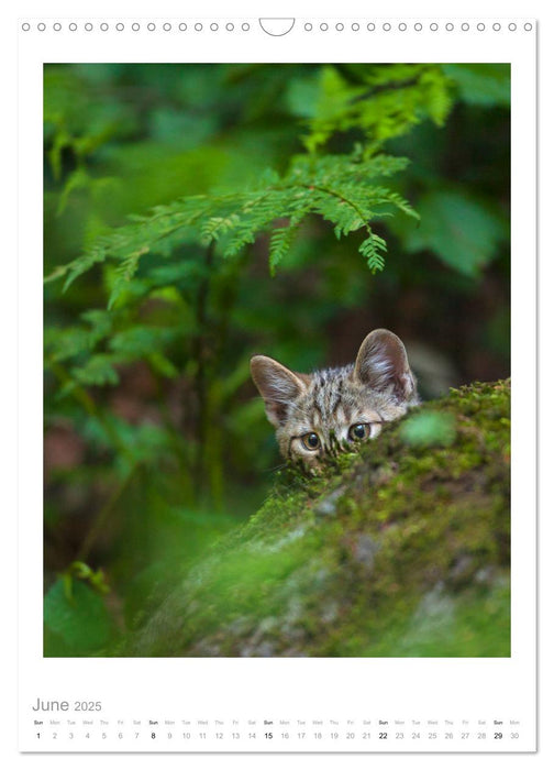 European Wildcats (CALVENDO Monthly Calendar 2025)