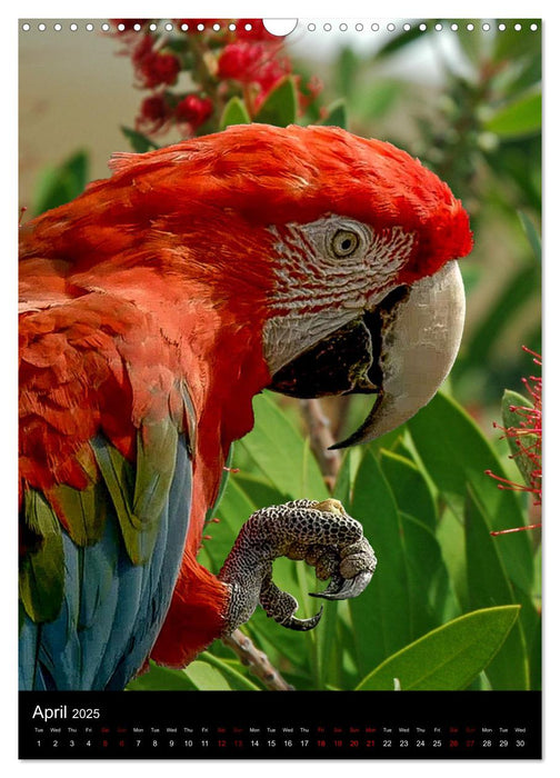 Fascinating parrots from all over the world (CALVENDO Monthly Calendar 2025)