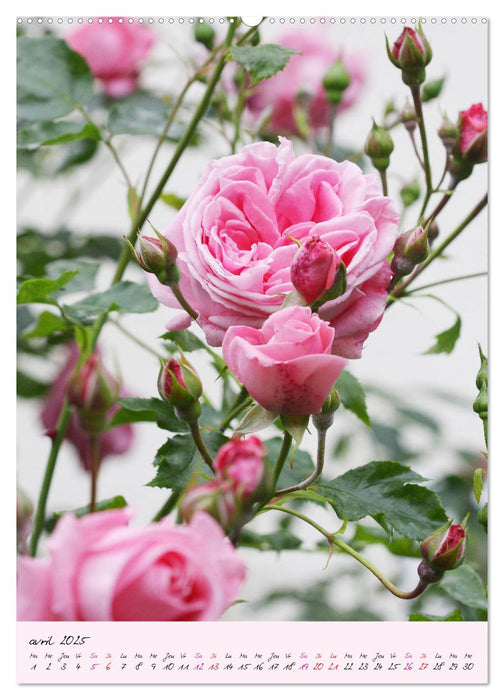 Une fête des roses (CALVENDO Calendrier supérieur 2025)