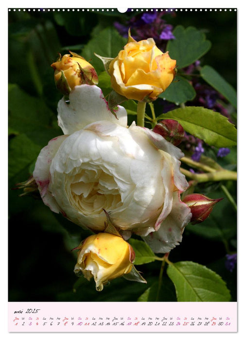 Une fête des roses (CALVENDO Calendrier supérieur 2025)