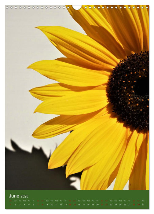 Sunflower passion (CALVENDO Monthly Calendar 2025)