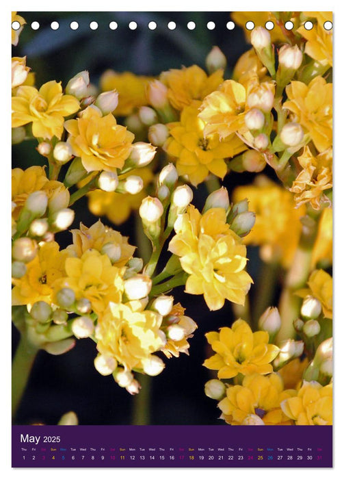 Mexican Flower Market - Toluca (CALVENDO Monthly Calendar 2025)