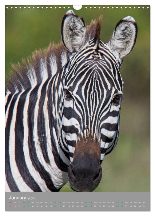 Wildlife of the Masai Mara (CALVENDO Monthly Calendar 2025)