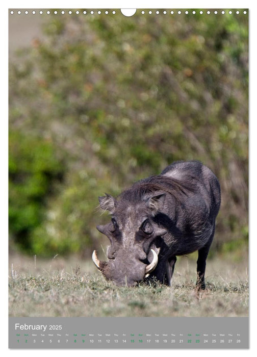 Wildlife of the Masai Mara (CALVENDO Monthly Calendar 2025)