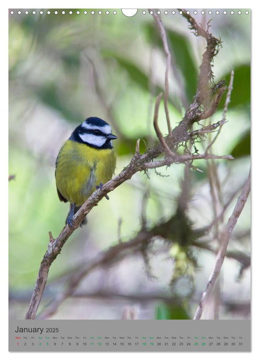 Wildlife of Spain (CALVENDO Monthly Calendar 2025)