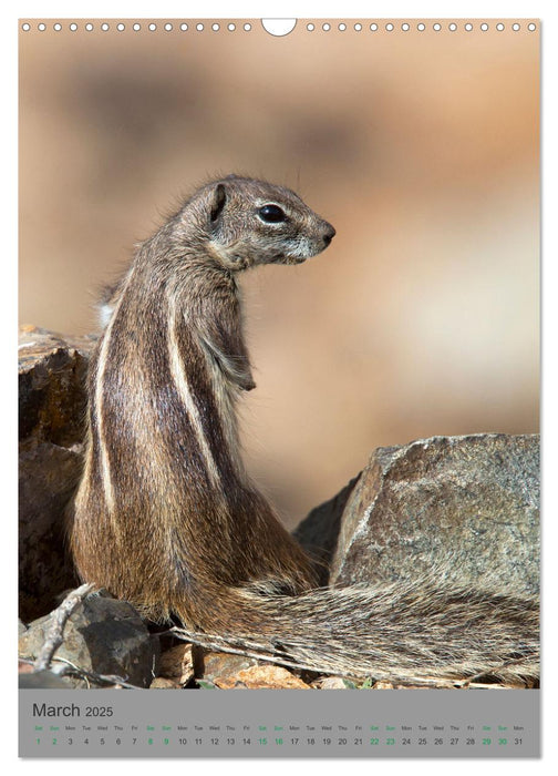 Wildlife of Spain (CALVENDO Monthly Calendar 2025)