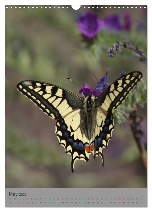 Wildlife of Spain (CALVENDO Monthly Calendar 2025)