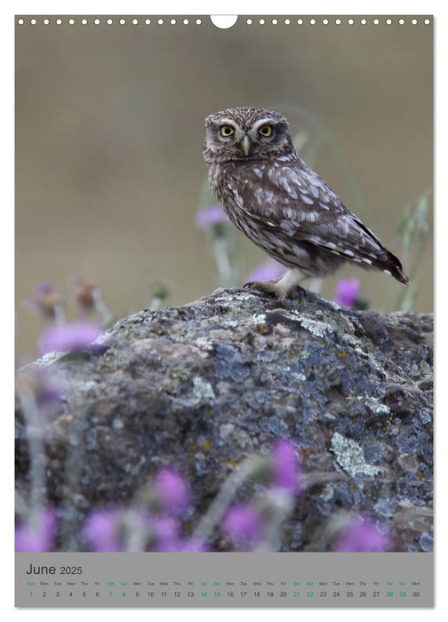 Wildlife of Spain (CALVENDO Monthly Calendar 2025)