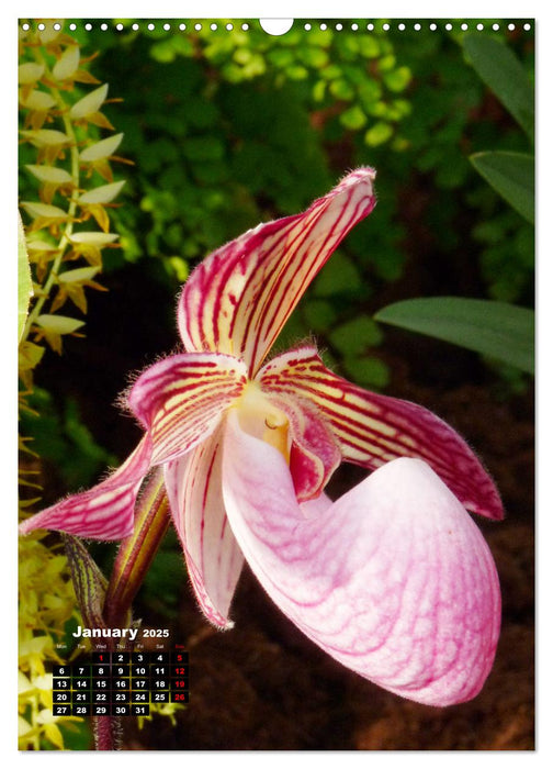 Little Orchid Treasures (CALVENDO Monthly Calendar 2025)