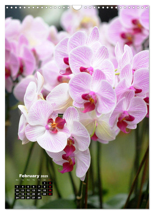 Little Orchid Treasures (CALVENDO Monthly Calendar 2025)