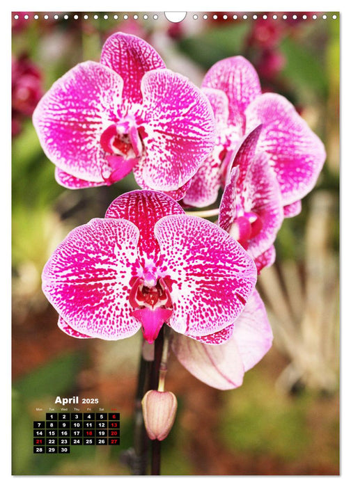 Little Orchid Treasures (CALVENDO Monthly Calendar 2025)