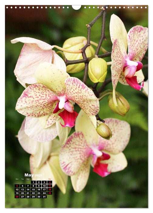 Little Orchid Treasures (CALVENDO Monthly Calendar 2025)