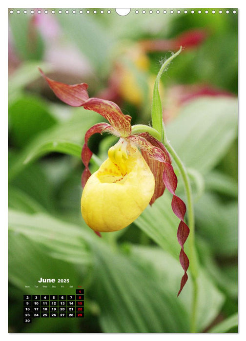 Little Orchid Treasures (CALVENDO Monthly Calendar 2025)