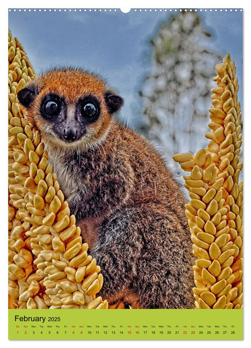 Adorable lemurs (CALVENDO Monthly Calendar 2025)