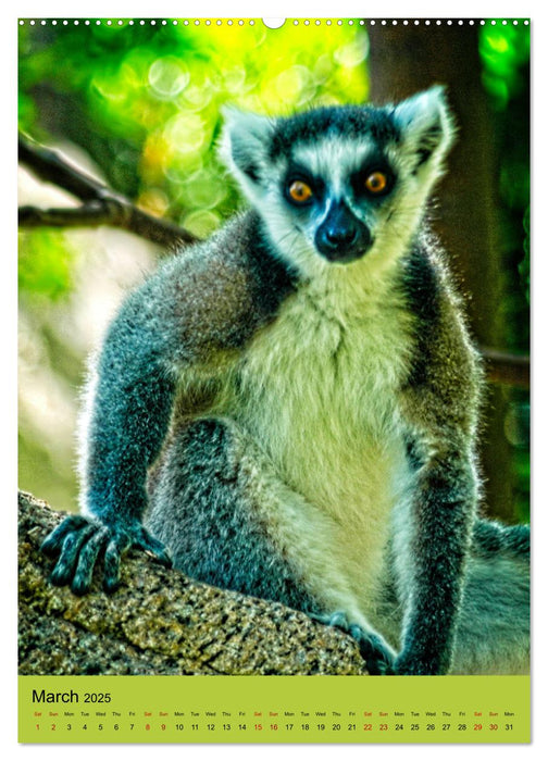 Adorable lemurs (CALVENDO Monthly Calendar 2025)