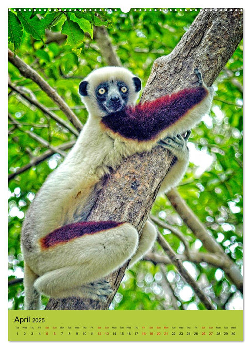 Adorable lemurs (CALVENDO Monthly Calendar 2025)