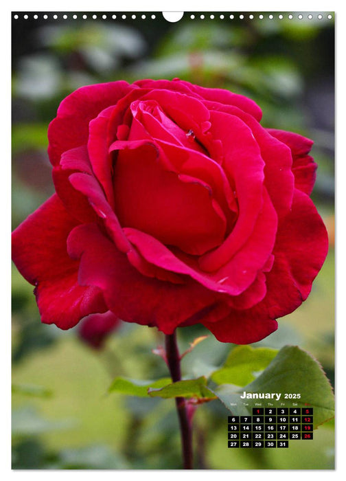 The Magic of Roses (CALVENDO Monthly Calendar 2025)