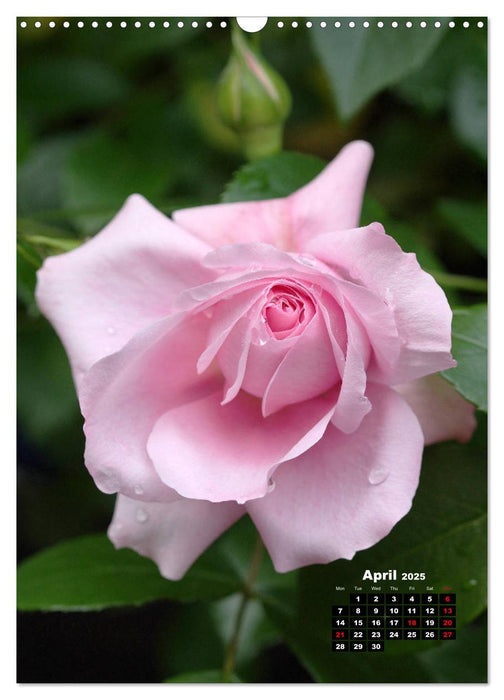 The Magic of Roses (CALVENDO Monthly Calendar 2025)