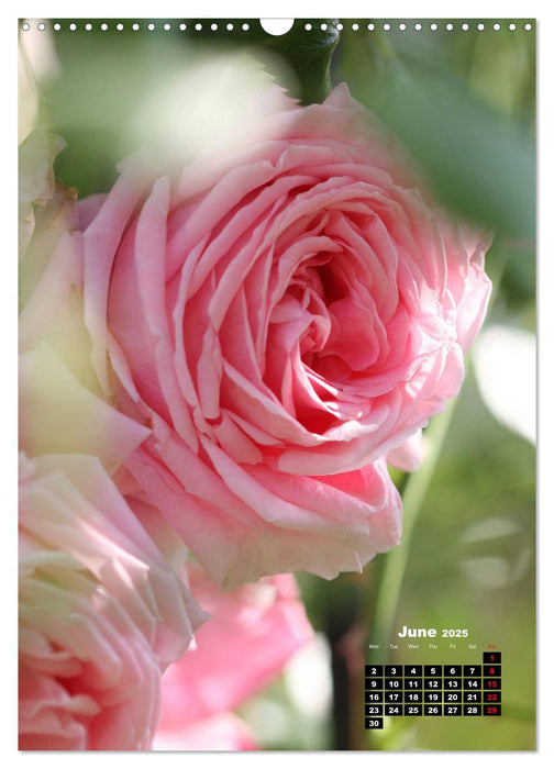 The Magic of Roses (CALVENDO Monthly Calendar 2025)