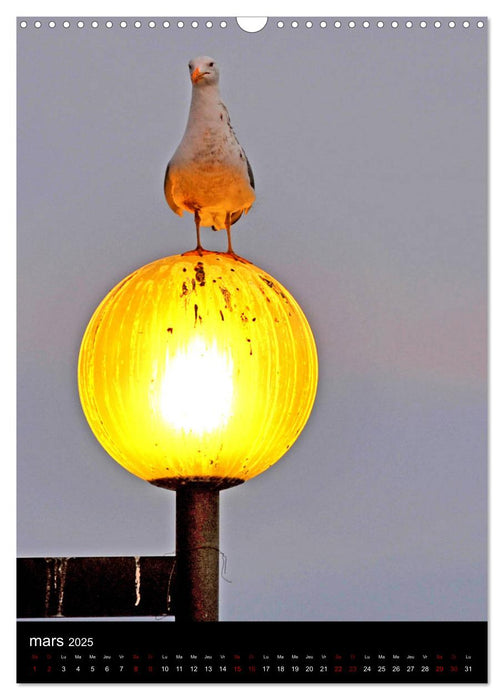 Une lumière dans la ville (CALVENDO Calendrier mensuel 2025)