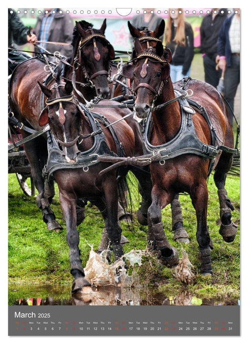 Carriage Driving - Horses in Action (CALVENDO Monthly Calendar 2025)