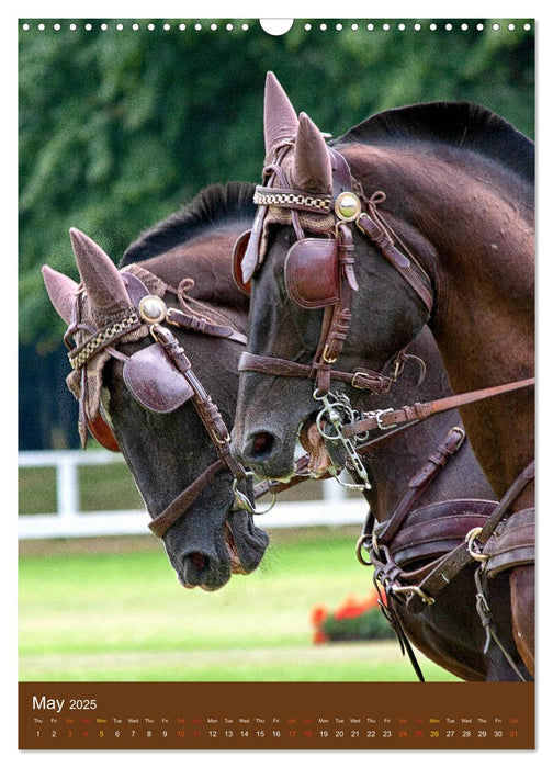 Carriage Driving - Horses in Action (CALVENDO Monthly Calendar 2025)