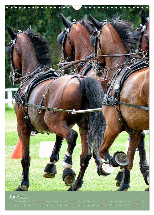 Carriage Driving - Horses in Action (CALVENDO Monthly Calendar 2025)