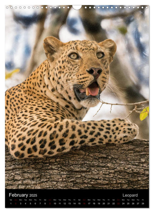 South Luangwa Wildlife (CALVENDO Monthly Calendar 2025)