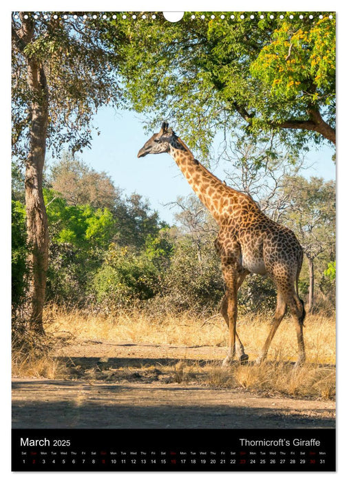 South Luangwa Wildlife (CALVENDO Monthly Calendar 2025)