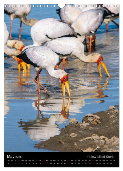 South Luangwa Wildlife (CALVENDO Monthly Calendar 2025)