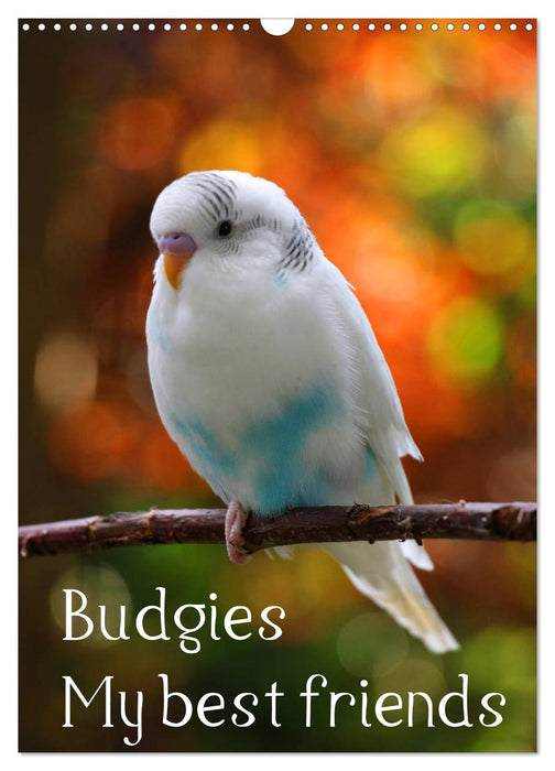 Budgies - my best friends (CALVENDO Monthly Calendar 2025)