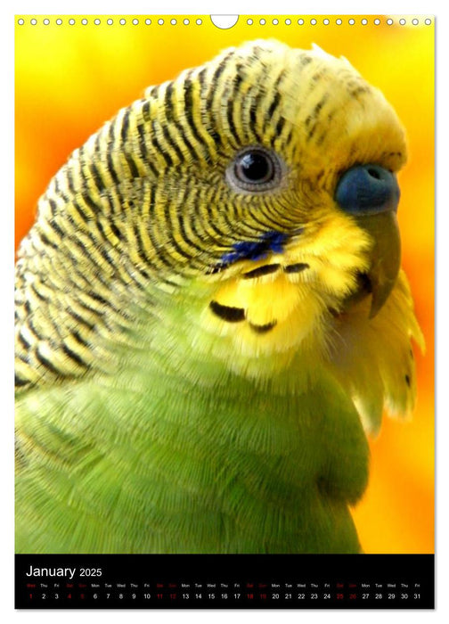 Budgies - my best friends (CALVENDO Monthly Calendar 2025)