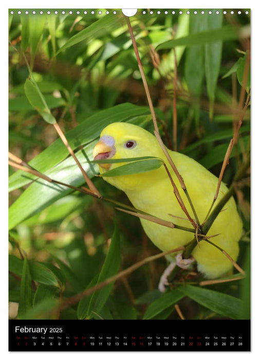 Budgies - my best friends (CALVENDO Monthly Calendar 2025)