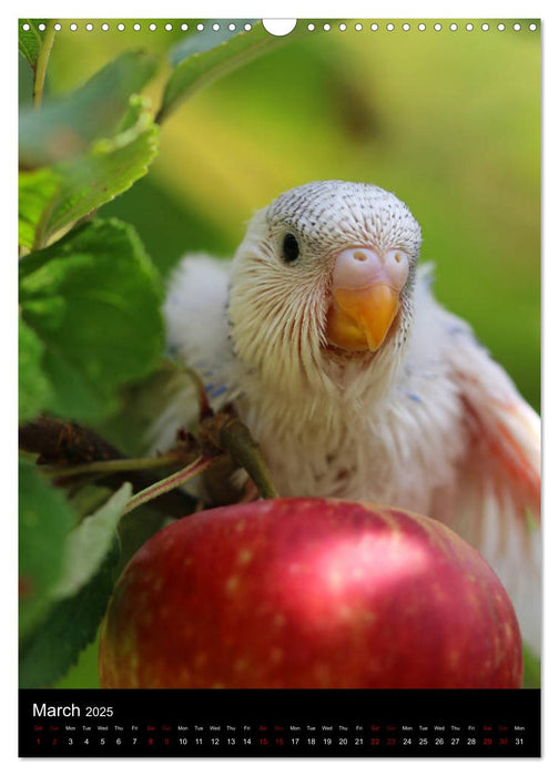 Budgies - my best friends (CALVENDO Monthly Calendar 2025)